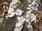 Lilaszegélyű egyrétűtapló (Trichaptum biforme), Mecsek